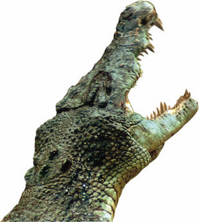 Crocodylus Park - Attractions 3