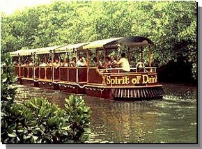 Daintree Rainforest River Trains - Holiday Find