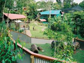 Kuranda Koala Gardens - Broome Tourism 1