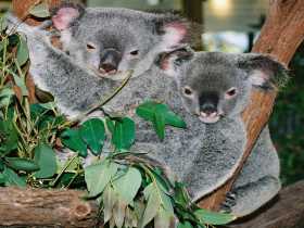 Kuranda Koala Gardens - Accommodation Newcastle 2