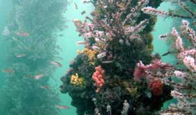 Underwater Sports Diving Centre - Sydney Tourism 2