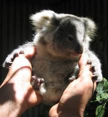Koala Park Sanctuary - Kempsey Accommodation 1