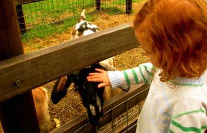 Collingwood Children's Farm - Accommodation Redcliffe