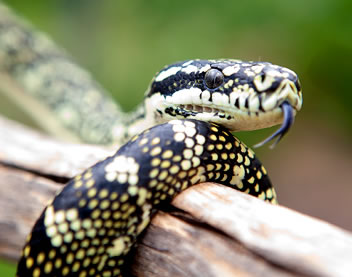 Reptile Encounters - New South Wales Tourism 