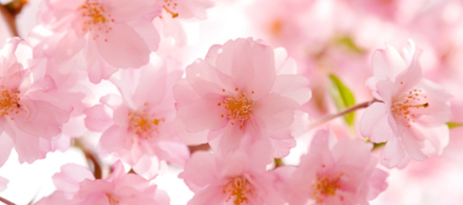 Sakura Day Spa - Attractions 1