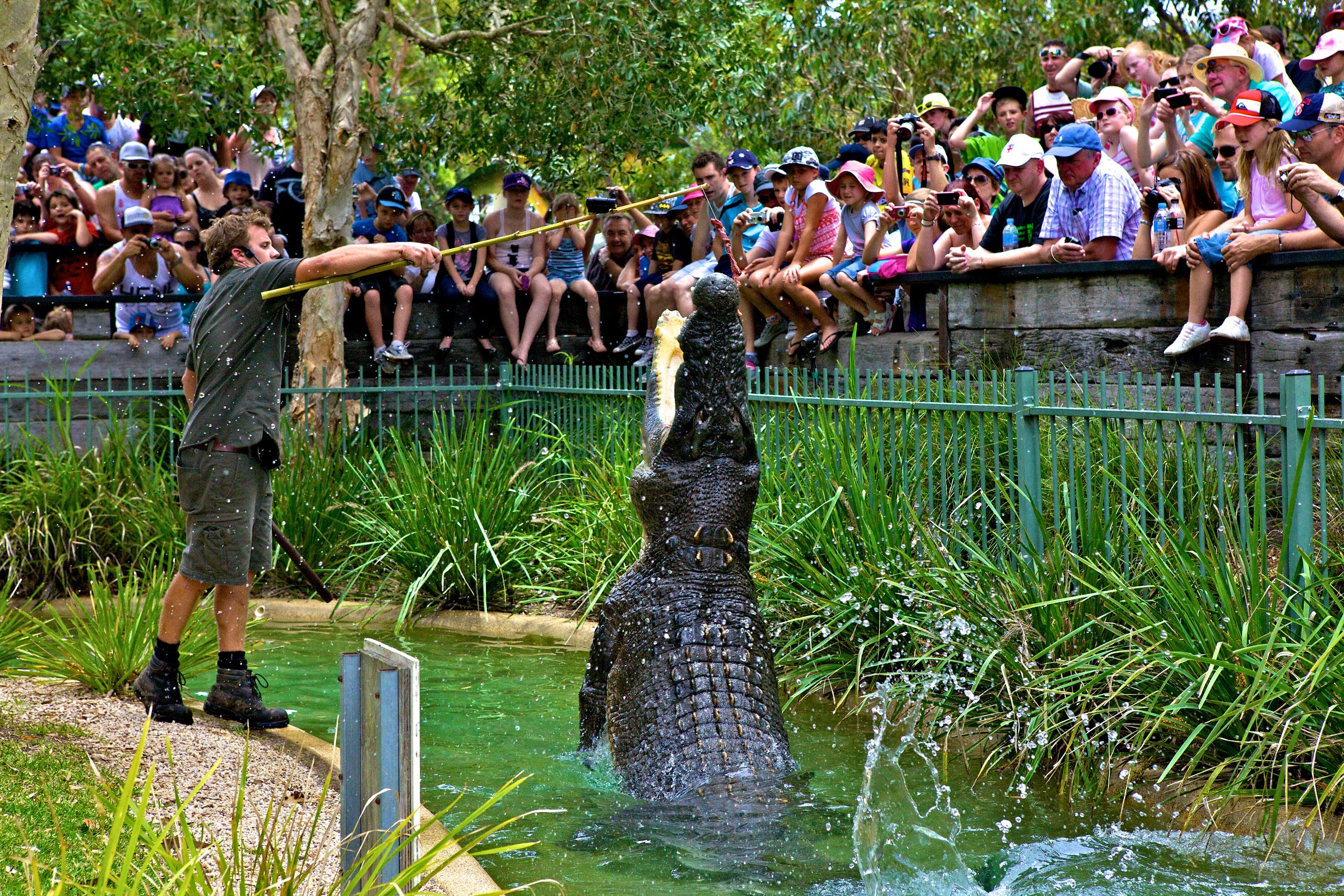 Australian Reptile Park - Attractions Melbourne 4