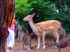 Birdland Animal Park - Accommodation Resorts 4
