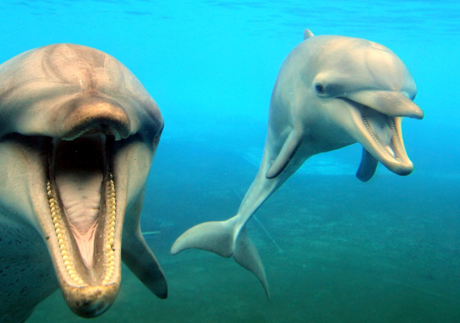 Dolphin Marine Magic - Accommodation Port Hedland 1
