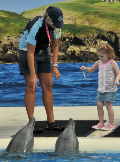 Dolphin Marine Magic - Sydney Tourism 10