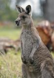 Jirrahlinga Koala & Wildlife Sanctuary - Accommodation Resorts 4
