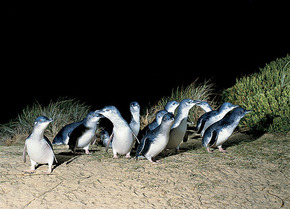 Phillip Island Penguin Parade - Accommodation Brunswick Heads 3