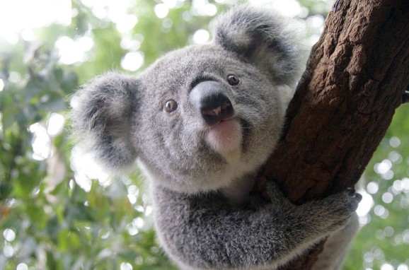 Lone Pine Koala Sanctuary - Attractions Melbourne 3