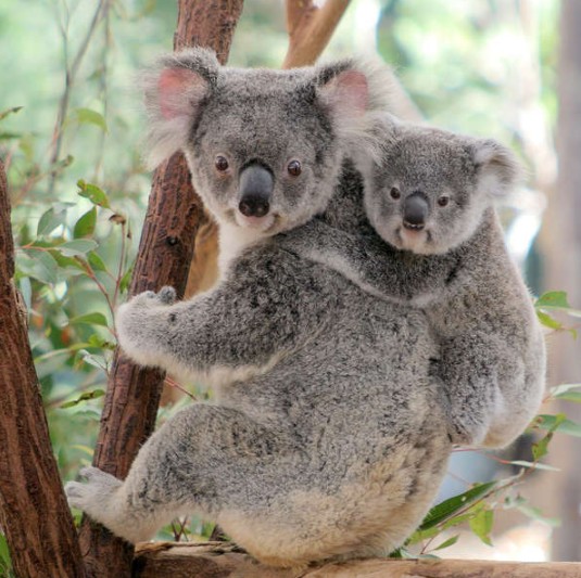Lone Pine Koala Sanctuary - tourismnoosa.com 6