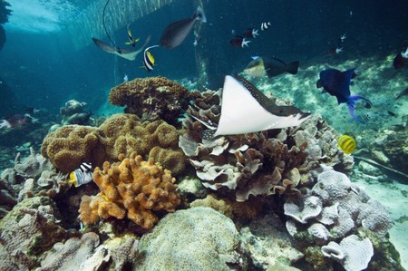 Reef HQ Great Barrier Reef Aquarium - Accommodation Newcastle 3