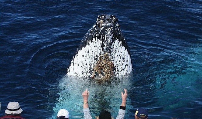 Spirit Of Gold Coast Whale Watching - Attractions Perth 1
