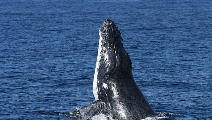 Spirit Of Gold Coast Whale Watching - Accommodation Port Hedland 3
