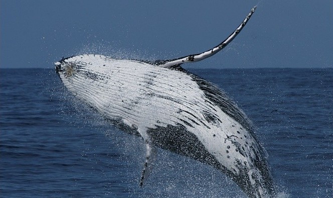 Spirit Of Gold Coast Whale Watching - Attractions 4