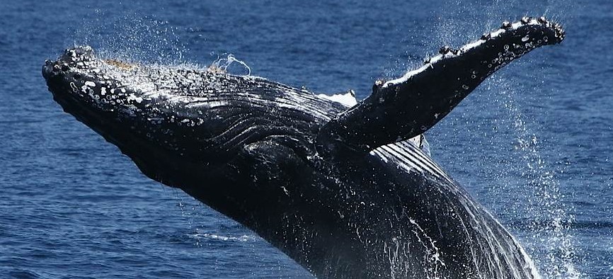 Spirit Of Gold Coast Whale Watching - Attractions Perth 5