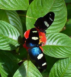 Butterfly Farm - Accommodation Whitsundays 4