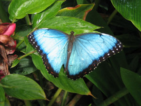 Butterfly Farm - Attractions Perth 5