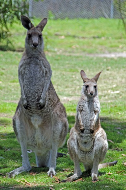 Potoroo Palace - Attractions Sydney 5