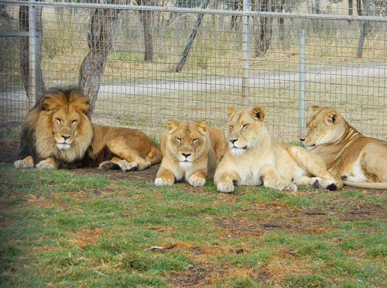 Darling Downs Zoo - Attractions Melbourne 4