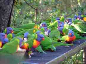 Gorge Wildlife Park - Attractions Melbourne 4