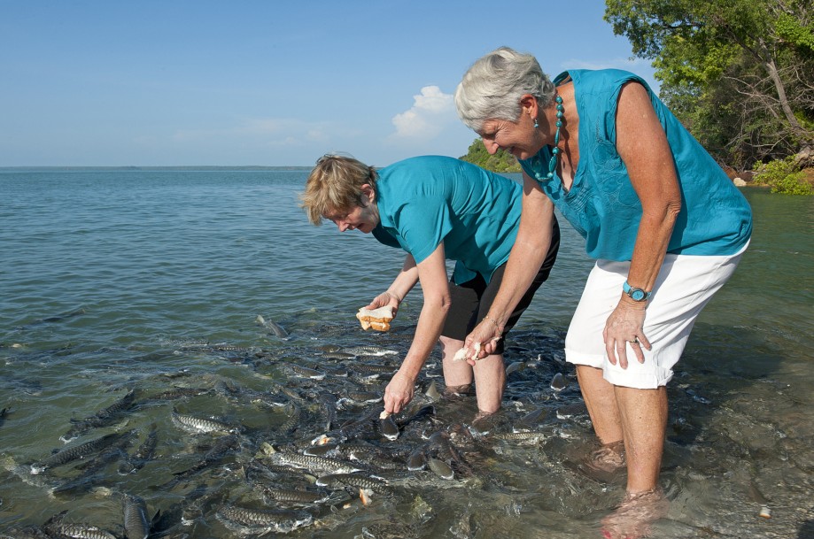 Aquascene Fish Feeding Sanctuary - Broome Tourism