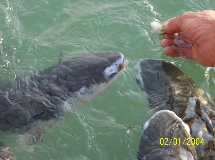Aquascene Fish Feeding Sanctuary - Accommodation Port Hedland 2
