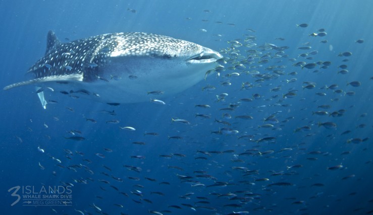 Three Islands Whale Shark Dive - Attractions 5