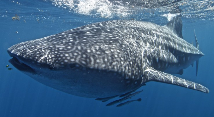 Three Islands Whale Shark Dive - Broome Tourism 7