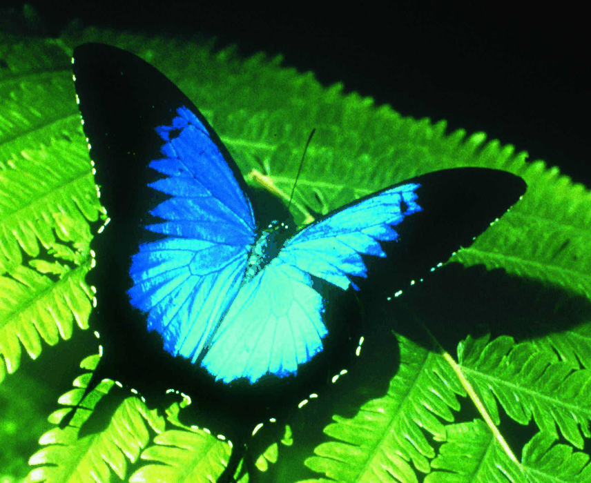 Australian Butterfly Sanctuary - Accommodation Yamba
