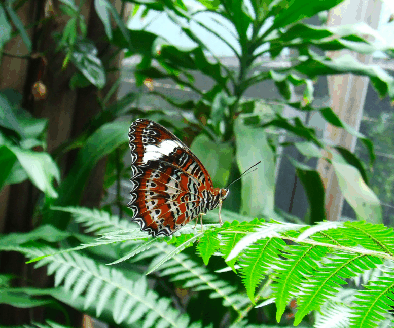Australian Butterfly Sanctuary - Accommodation Airlie Beach 1