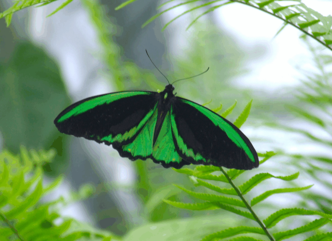 Australian Butterfly Sanctuary - Accommodation Airlie Beach 2