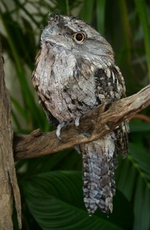 Currumbin Wildlife Sanctuary - Accommodation Port Hedland 2
