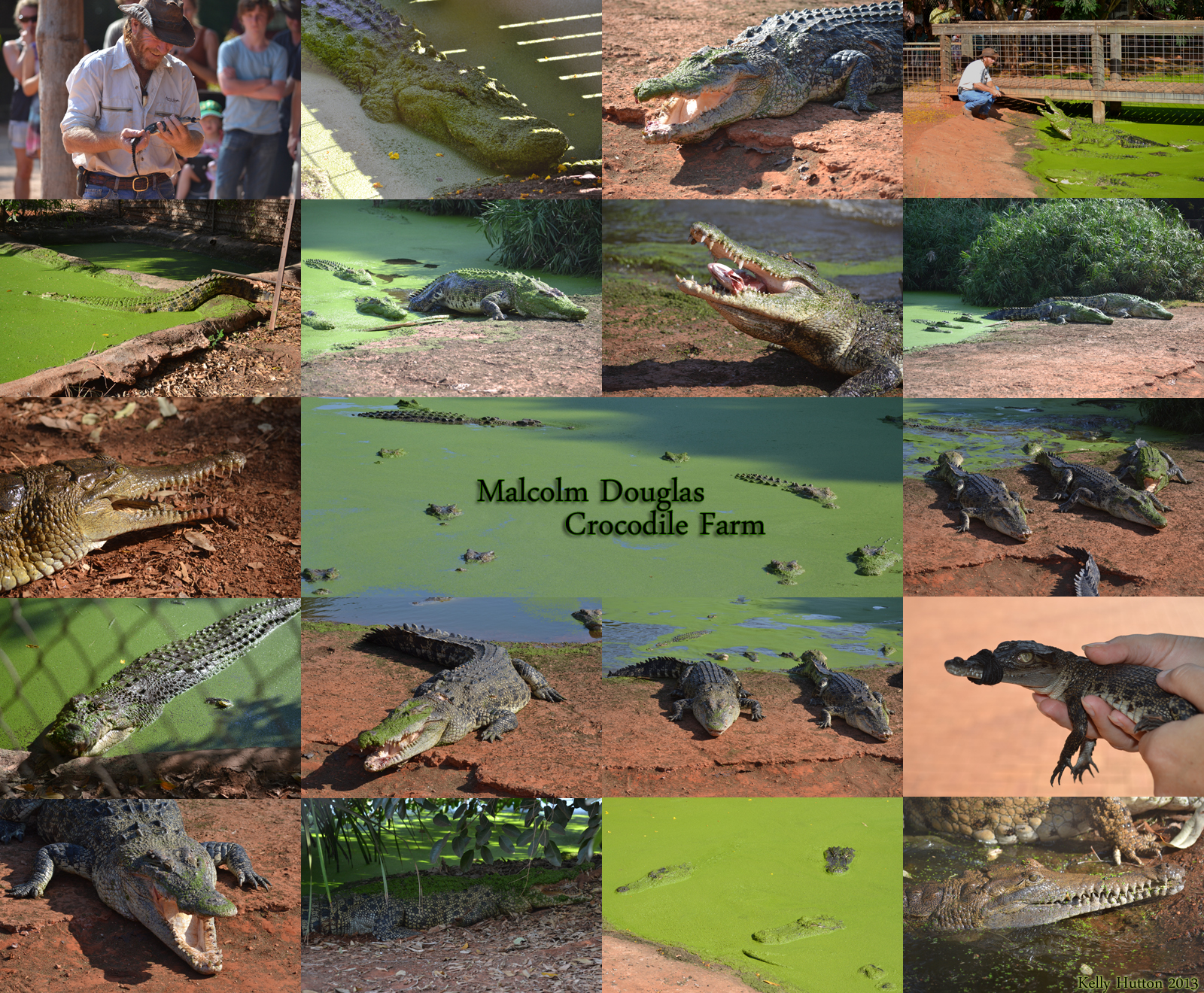 The Malcolm Douglas Crocodile Park - Attractions