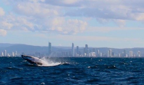 Australian Whale Watching - Attractions 1
