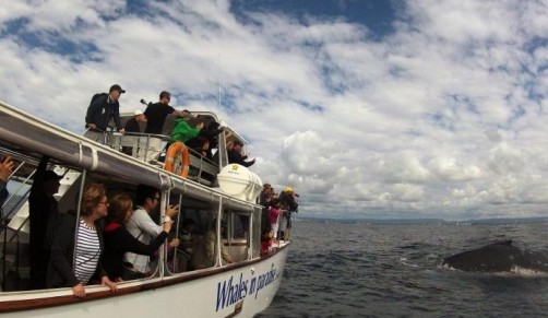 Australian Whale Watching - Find Attractions 2