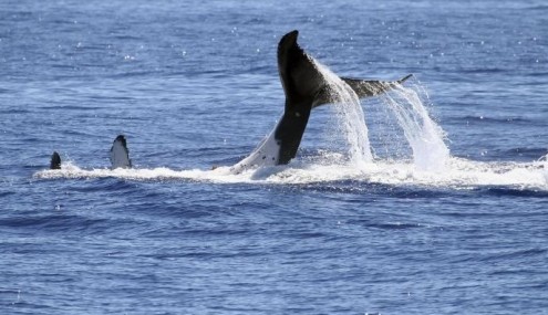 Australian Whale Watching - Sydney Tourism 3