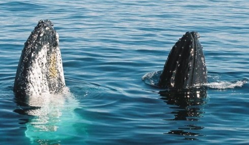 Australian Whale Watching - Sydney Tourism 4