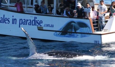 Australian Whale Watching - Sydney Tourism 5