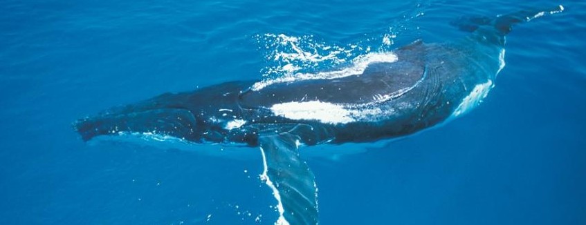 Australian Whale Watching - Sydney Tourism 6