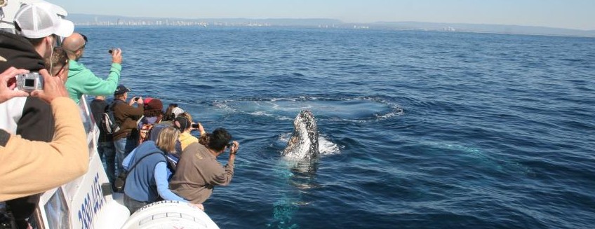 Australian Whale Watching - Sydney Tourism 7