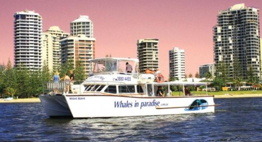Australian Whale Watching - Sydney Tourism 8