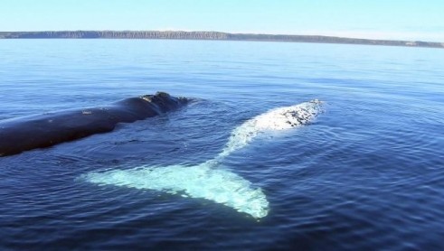 Australian Whale Watching - Find Attractions 9