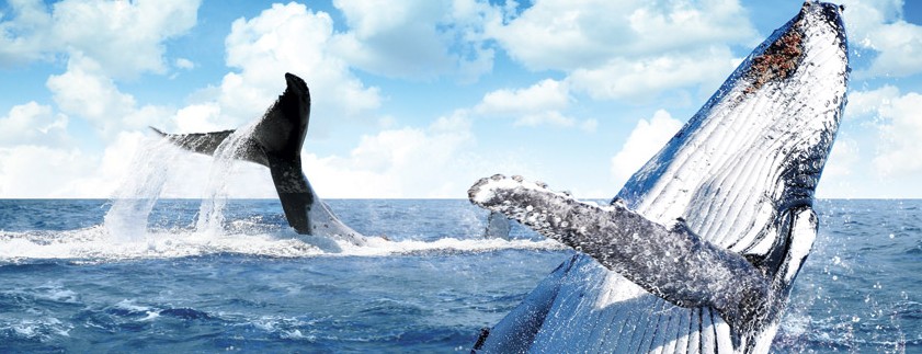 Australian Whale Watching - Find Attractions 11