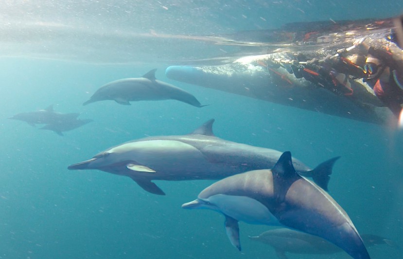 Dolphin Swim Australia - Sydney Tourism 5