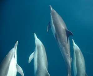 Dolphin Swim Australia - Attractions Perth 6