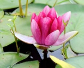 The Lotus Day Spa and Retreat - Attractions