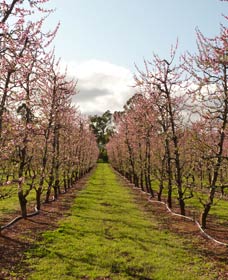 Raeburn Orchards - Attractions